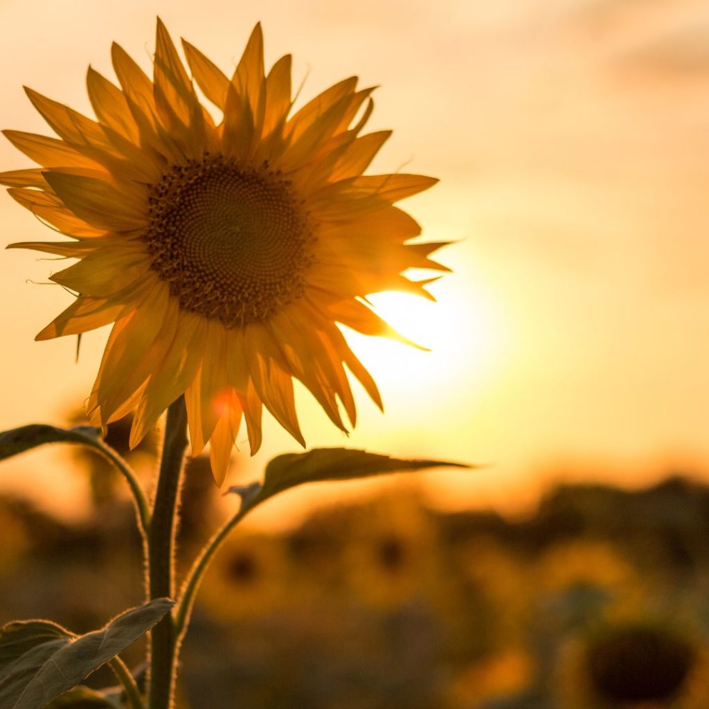 Tall blossomed sunflower in the forefront with a sunset and other sunflowers faded in the background