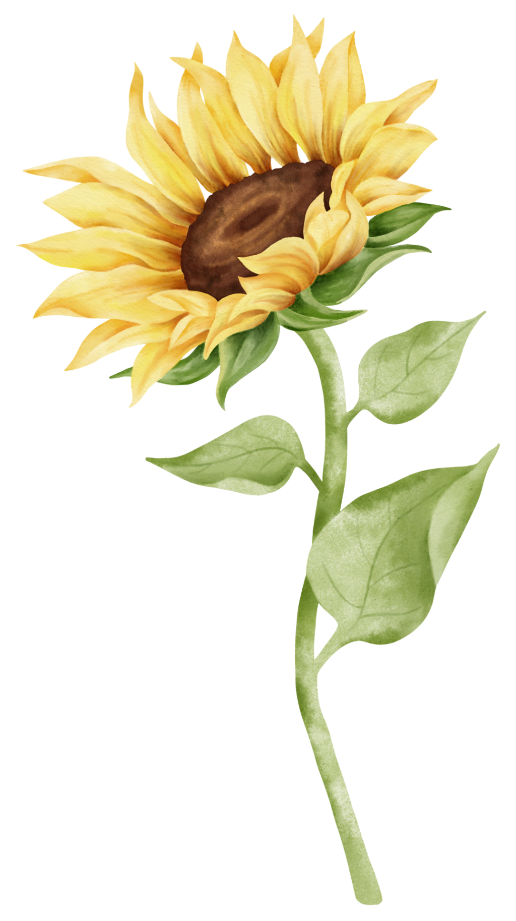 tall sunflower