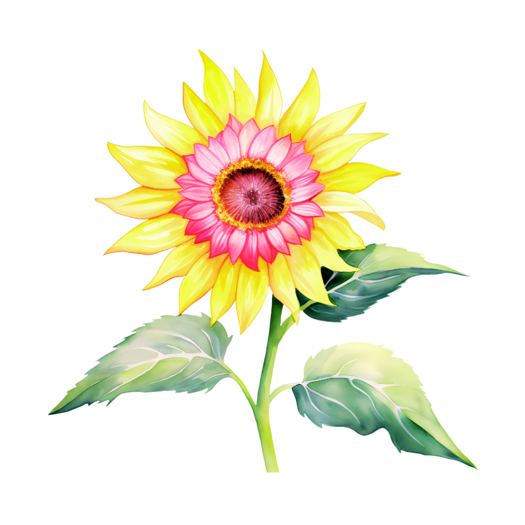 pink and yellow sunflower