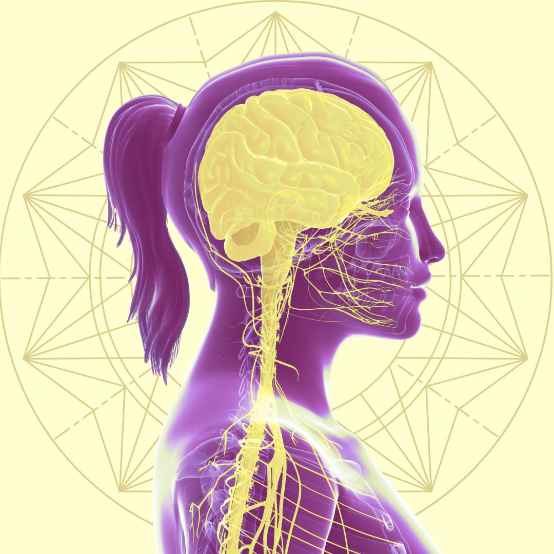 purple image of a female with yellow brain and nervous system
